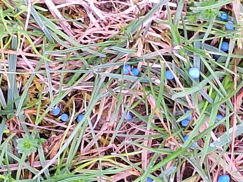 Giftköder-Blaukorn-Profilbild