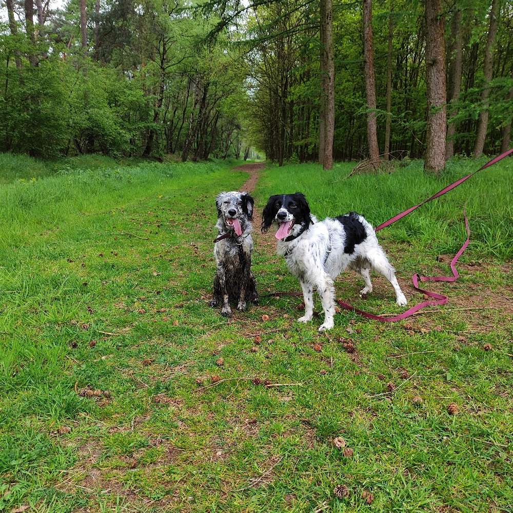 Hundetreffen-Hundetreffen -Rheine u. Umgebung bis 25 km.-Profilbild