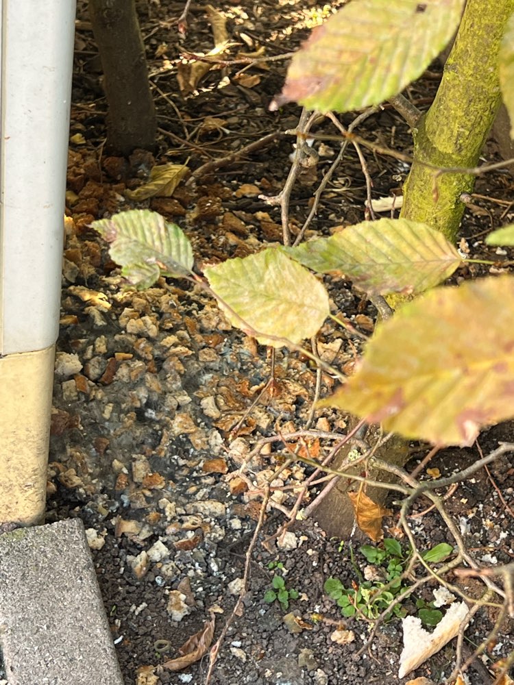 Giftköder-Giftköder Brot gefunden-Profilbild