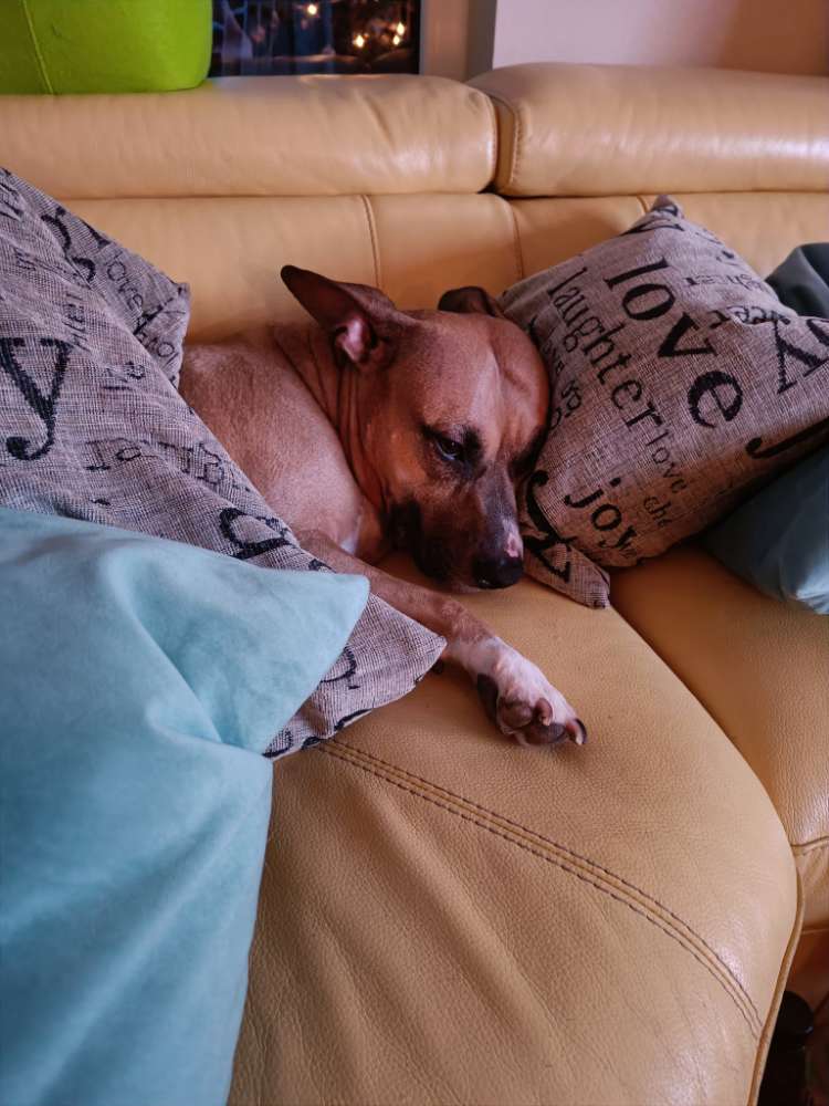 Hundetreffen-Spazieren gehen für Hund und Mensch innerhalb der VG Kaisersesch-Profilbild