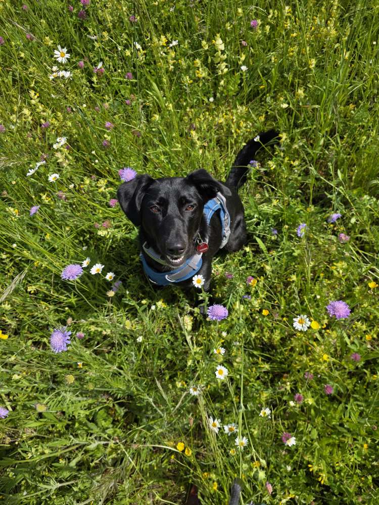 Hundetreffen-Wandertouren am Kaiserstuhl-Profilbild
