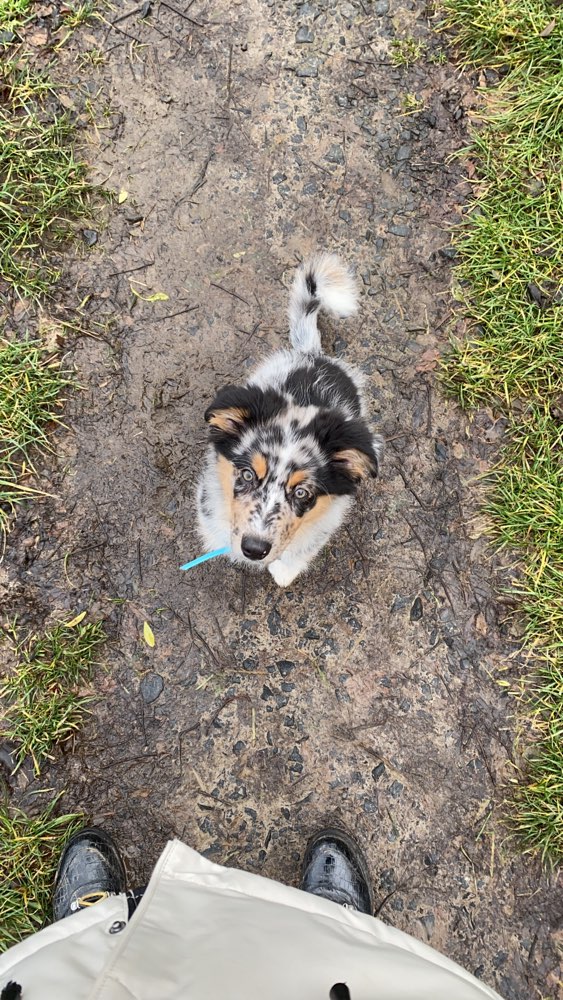 Hundetreffen-Hundetreffen-Profilbild