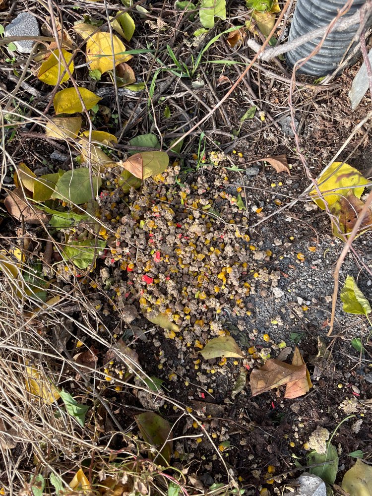 Giftköder-Giftköder-Profilbild