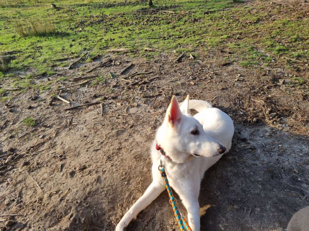 Hundetreffen-Hunde Treff Kreis Heinsberg-Profilbild