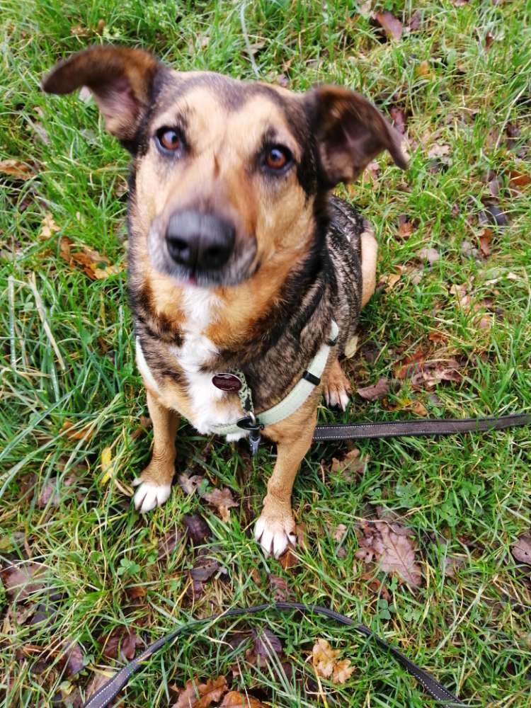 Hundetreffen-Spaziergang-Profilbild