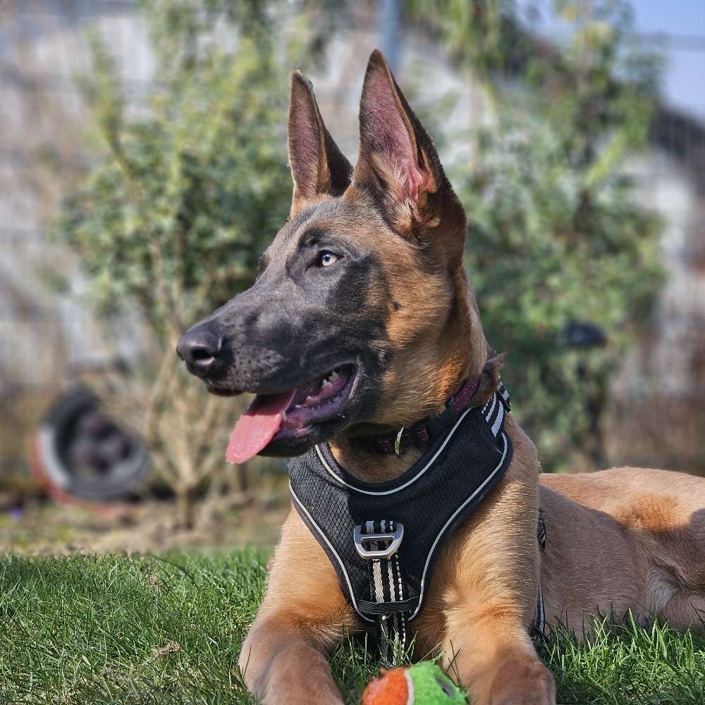 Hundetreffen-Gassi und toben-Profilbild