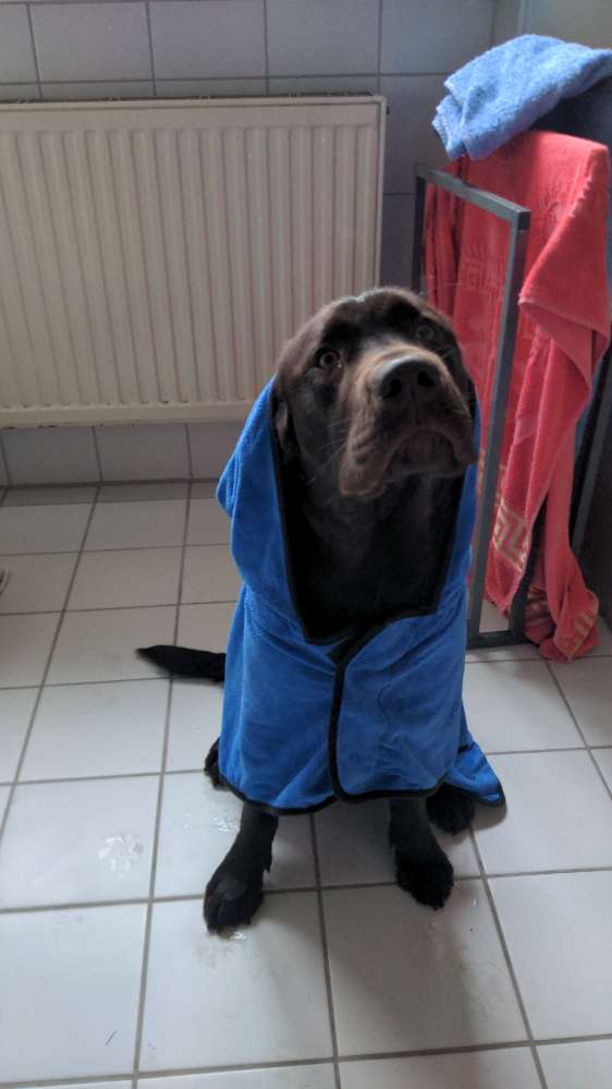 Hundetreffen-Gemeinsame Gassirunden mit Spielezeit-Profilbild