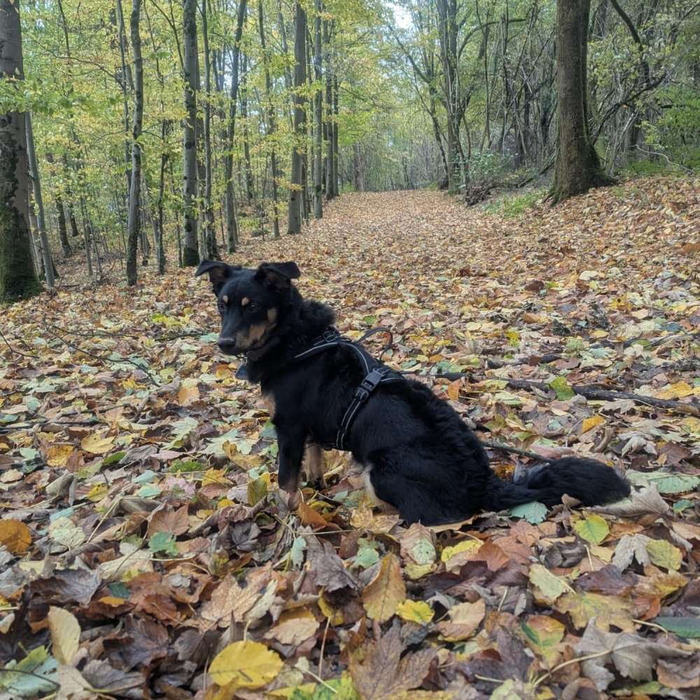 Hundetreffen-Hundetreffen-Profilbild