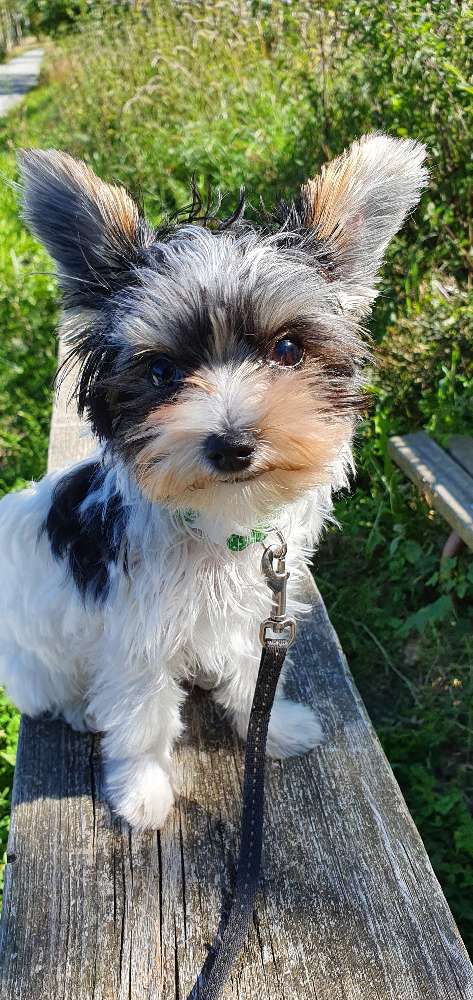 Hundetreffen-Gassi gehen,spielen-Profilbild