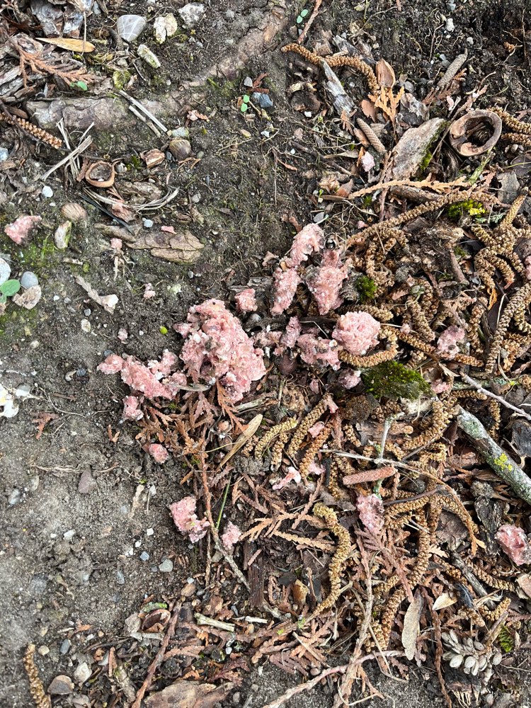 Giftköder-Nassfutter neben Gehweg-Profilbild