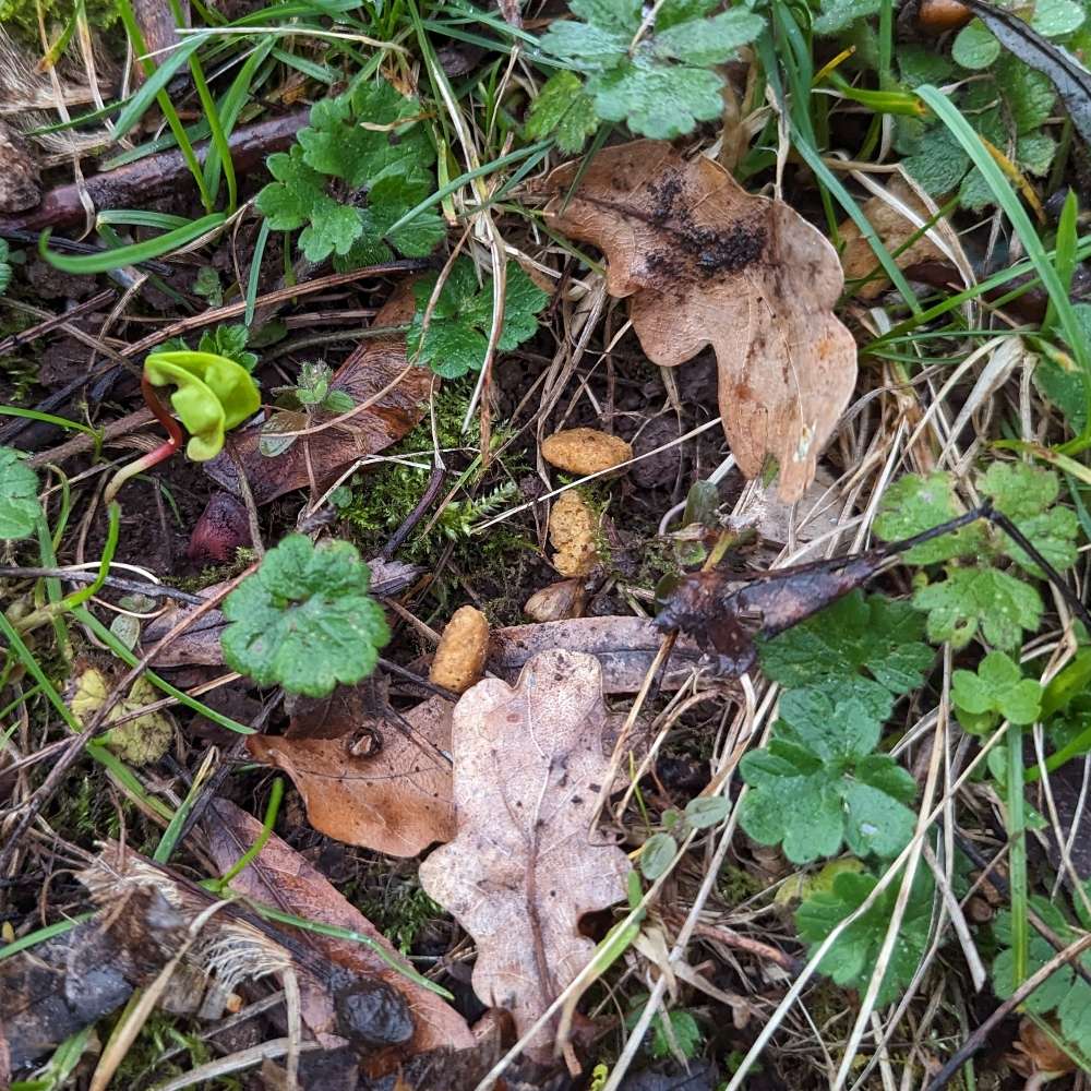 Giftköder-Möglicher Giftköder-Profilbild