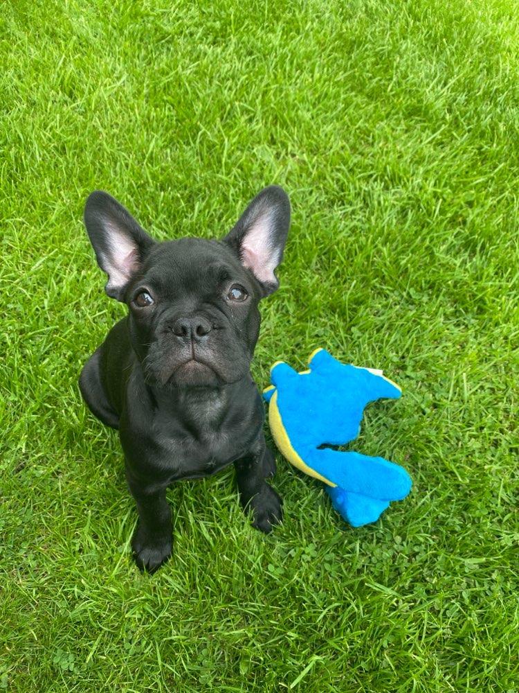 Hundetreffen-Welpentreffen-Profilbild