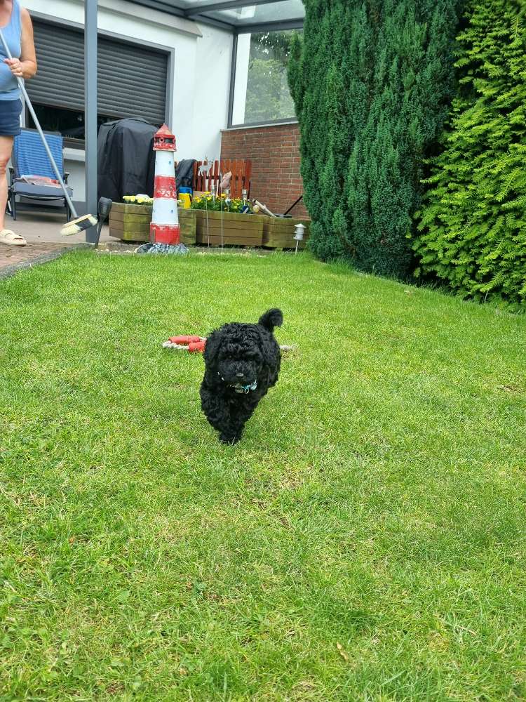 Hundetreffen-Welpenspiel-Profilbild