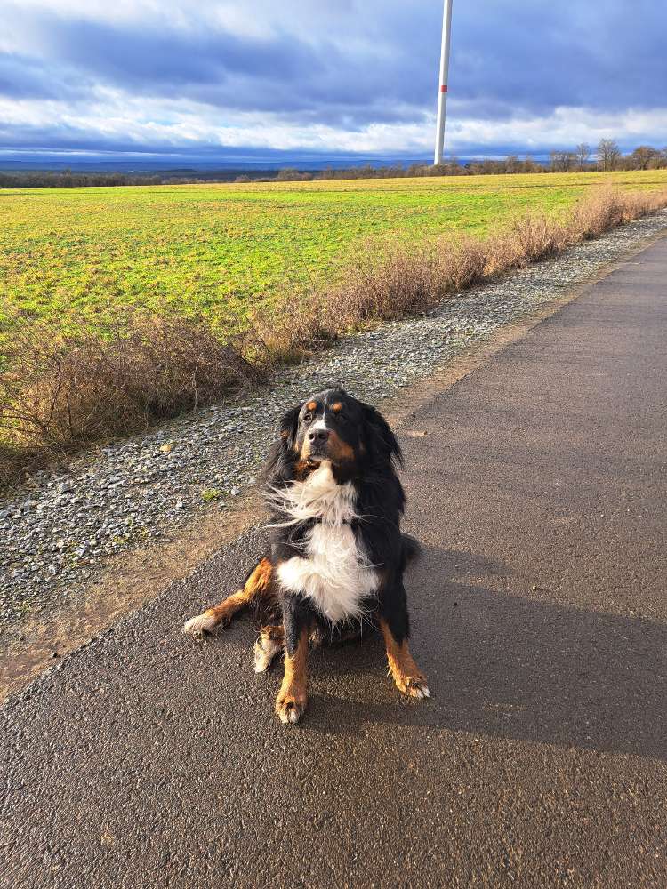 Hundetreffen-Gassirunde inkl. Austausch-Profilbild