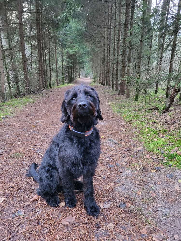 Hundetreffen-Gassi-/ und Trainingspartner in Emsbüren und Umgebung gesucht-Profilbild