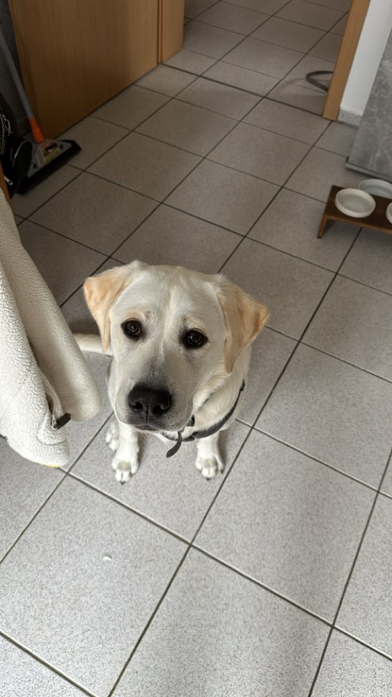 Hundetreffen-Labrador sucht spielfreund-Profilbild