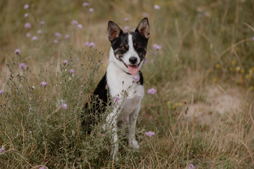 Hundetreffen-Social Walks und trainieren-Profilbild