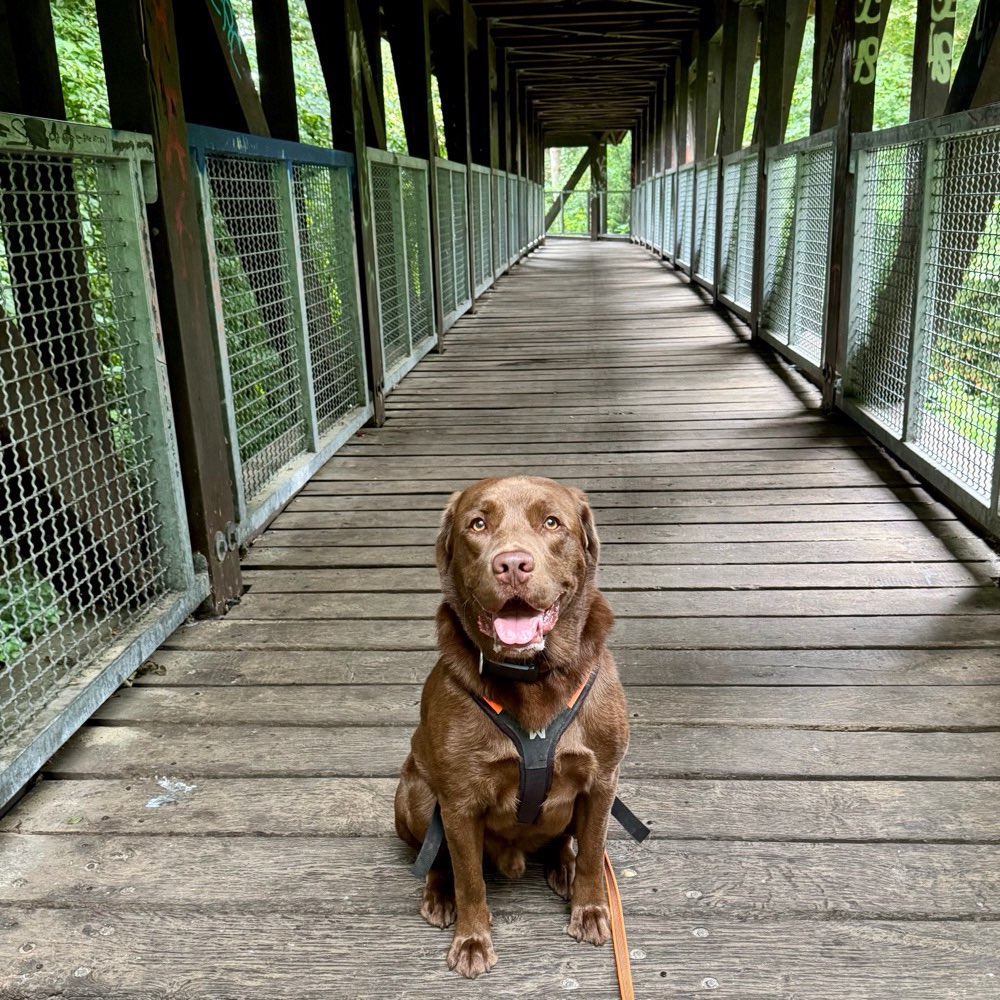 Hundetreffen-Gonzo sucht nette Spielgefährten 🐾-Profilbild