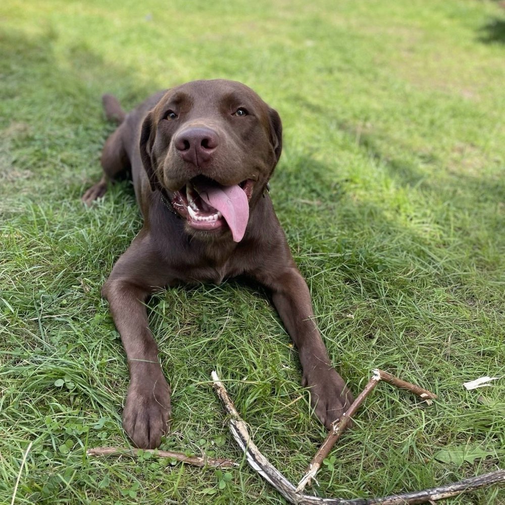 Hundetreffen-Gonzo sucht nette Spielgefährten 🐾-Profilbild
