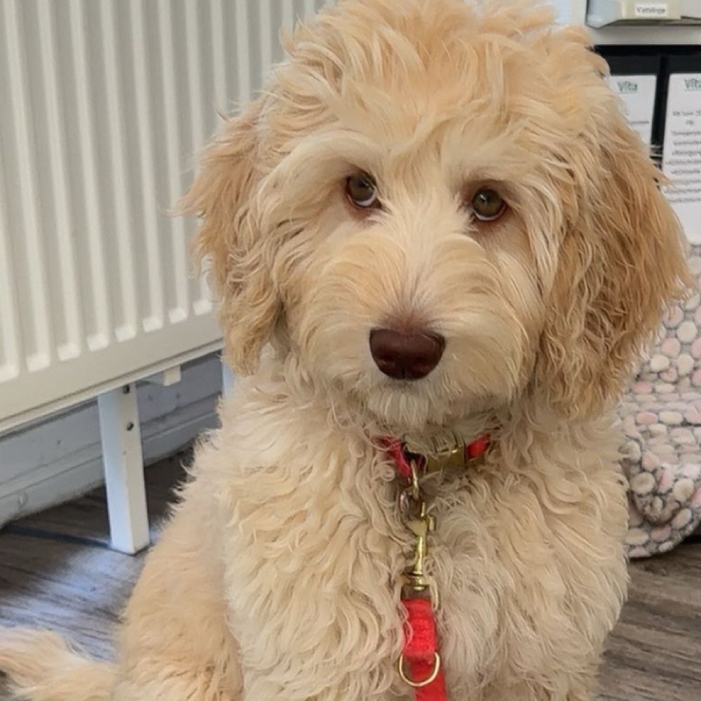 Hundetreffen-WELPEN UND JUNGHUNDETREFFEN( Raum Miltenberg / OBB / MSP / TBB )-Profilbild