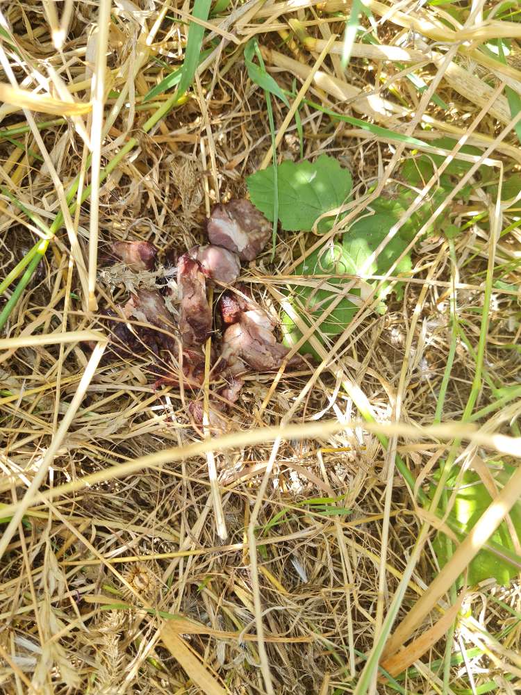 Giftköder-Fleischstücke im Feld versteckt-Profilbild