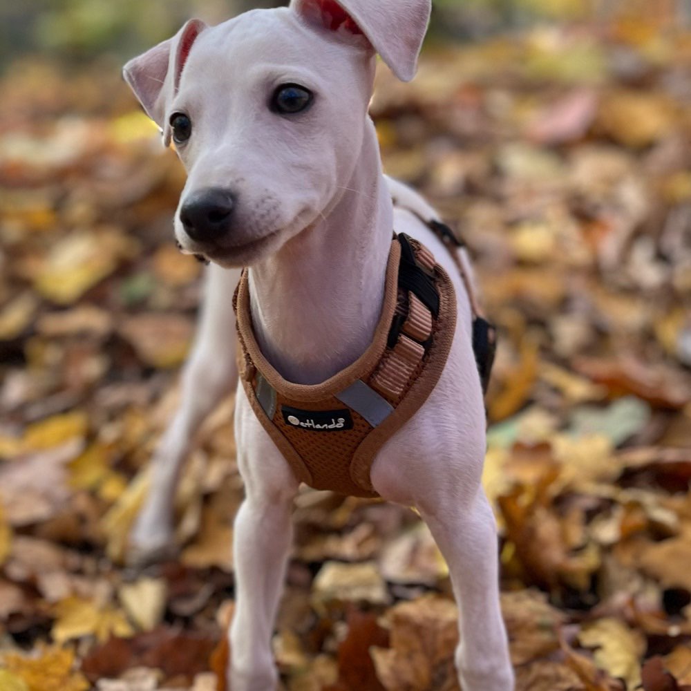 Hundetreffen-Welpentreff Radeburg Moritzburg Hellerau-Profilbild