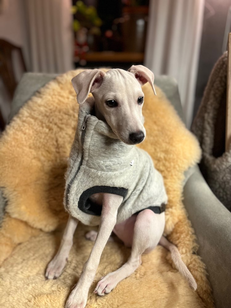 Hundetreffen-Rennrunde-Profilbild