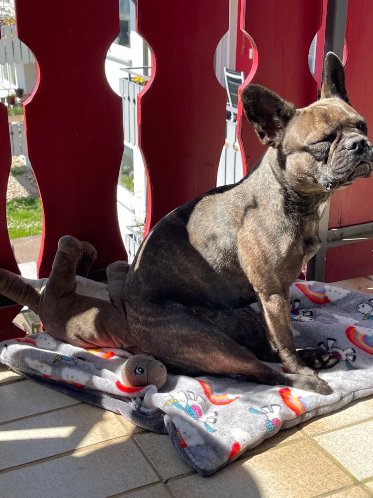 Hundetreffen-Gassigehen-Profilbild