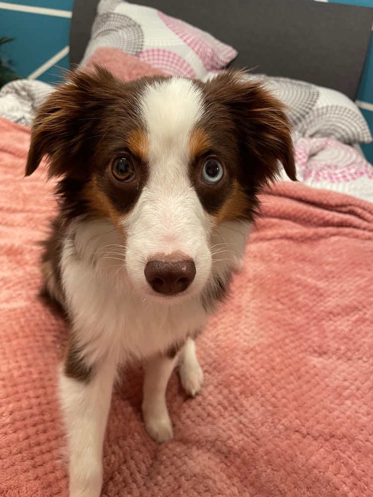 Hundetreffen-Aussi Gassifreunde-Profilbild