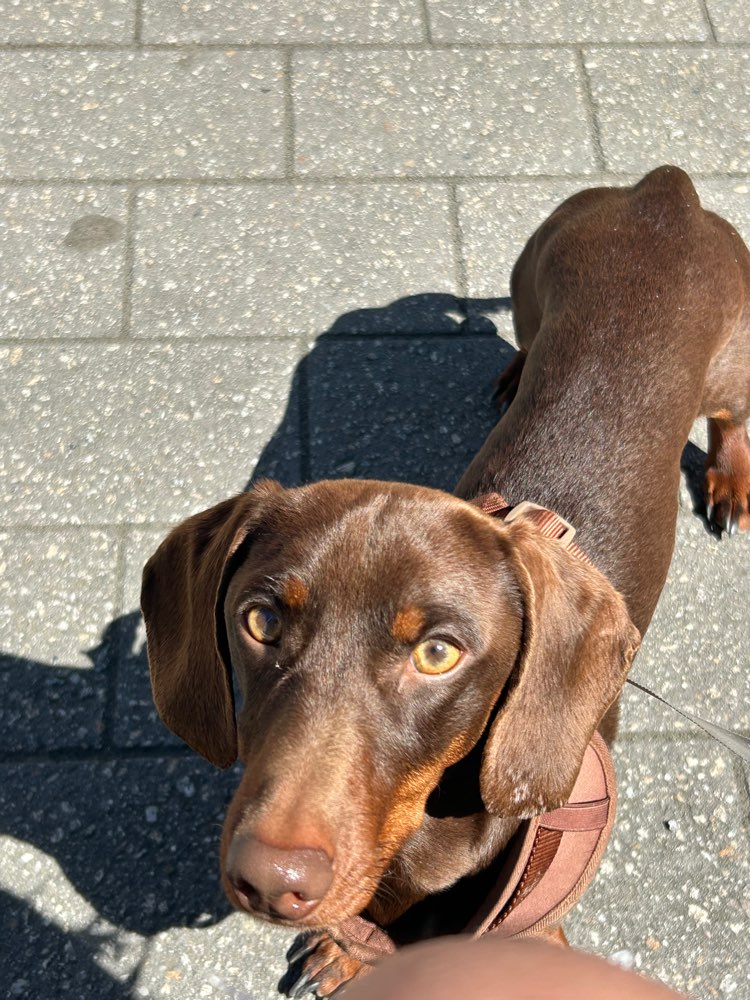 Hundetreffen-Spieletreffen-Profilbild