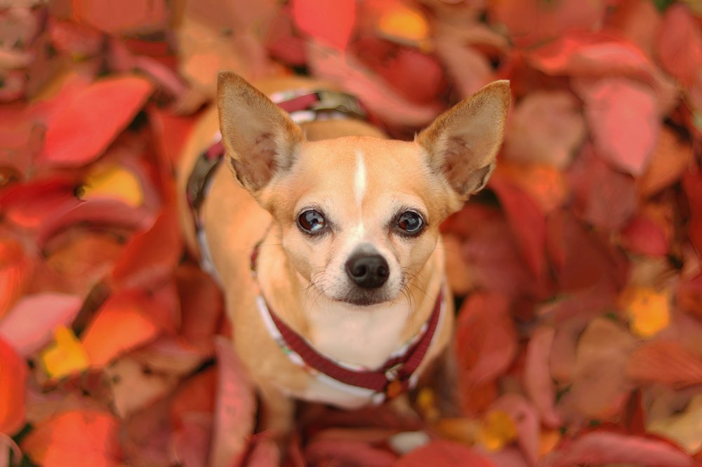Hundetreffen-Fotowalk-Profilbild