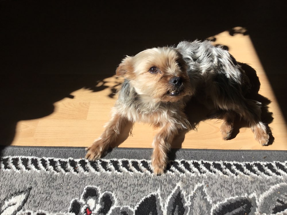 Suchmeldung-Balu-Profilbild