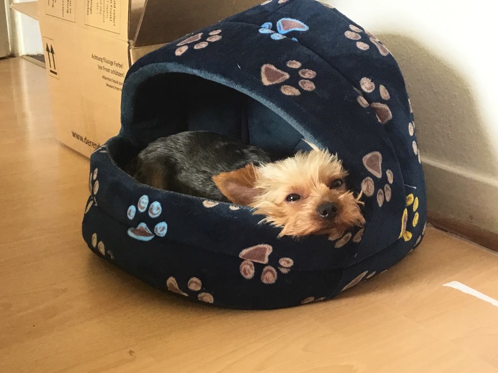 Hundetreffen-Hundetreffen  mit kleinen Hunden-Profilbild