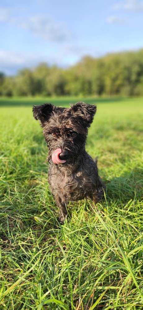 Hundetreffen-Gibt es hier auch Veganer? Wäre schön mal Gleichgesinnte zu treffen-Profilbild