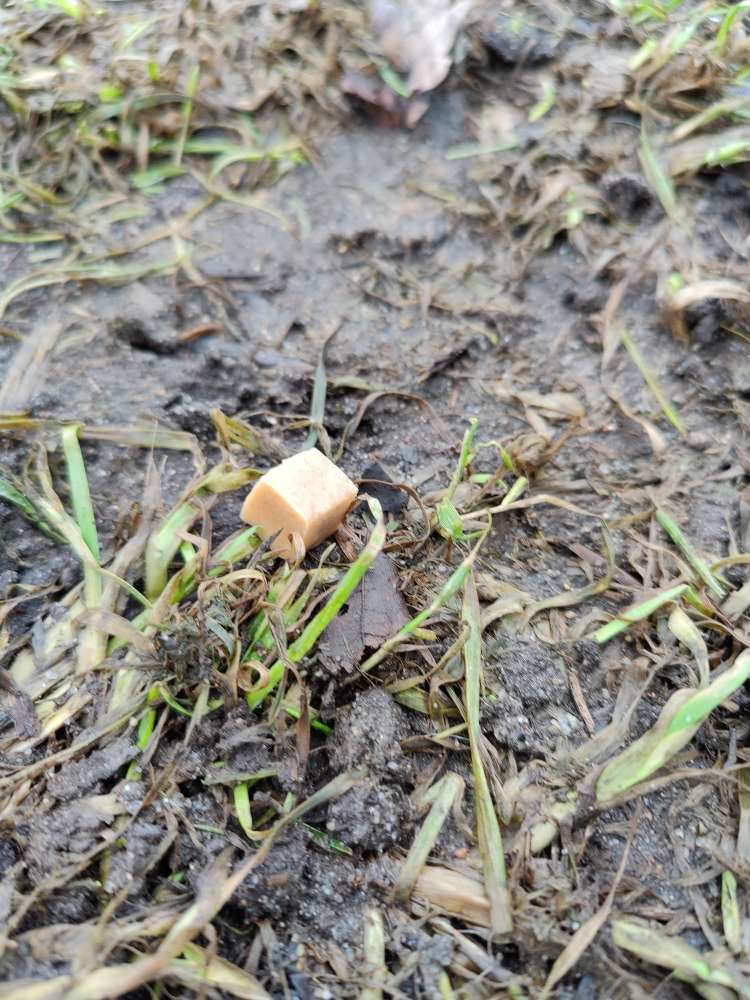 Giftköder-Verteielte Hunde Leckerlis-Profilbild