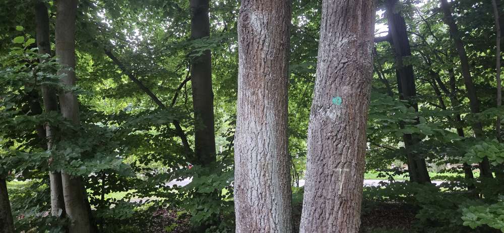 Giftköder-Eichenprozessionsspinner-Profilbild