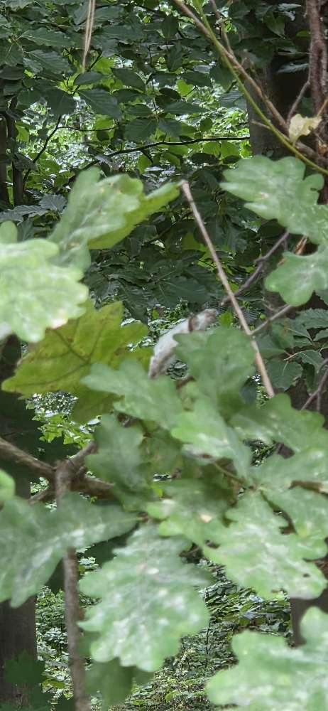 Giftköder-Prozessionsspinner-Profilbild