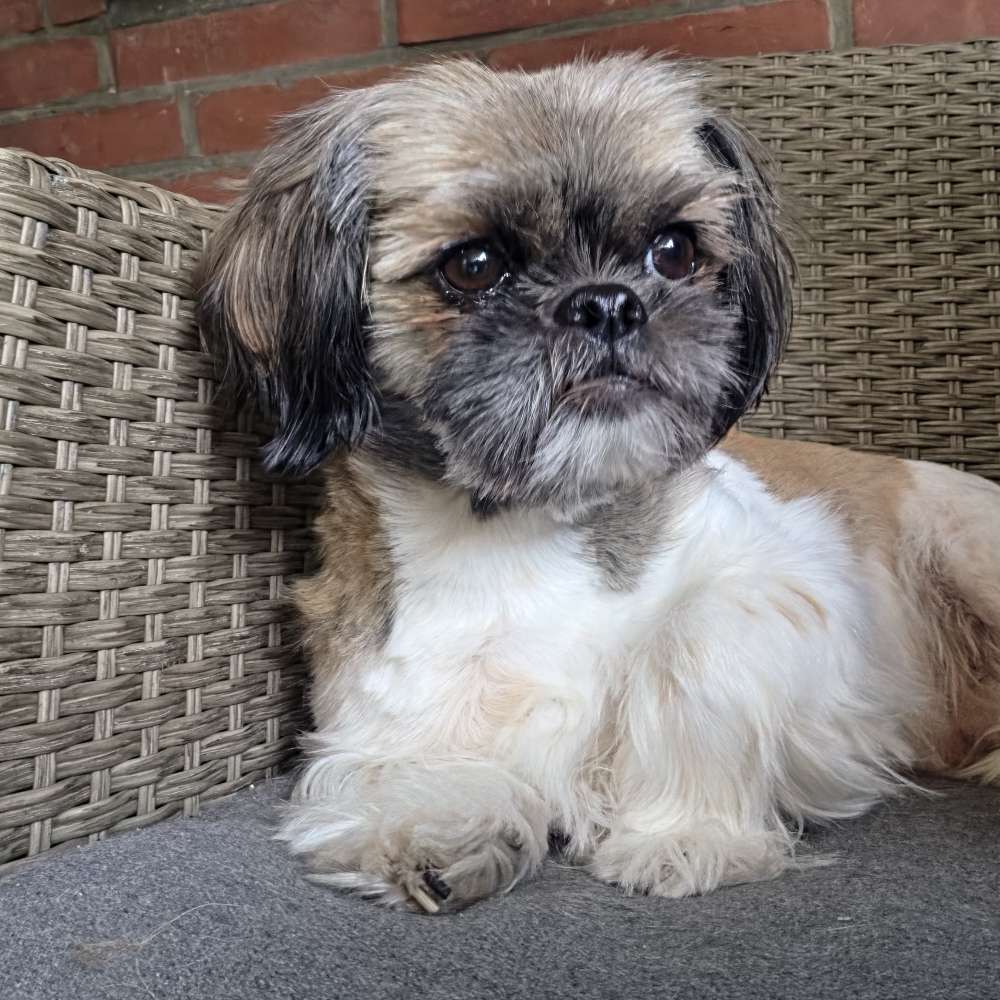 Hundetreffen-Shitzu Treffen Eichtalpark/Wandsbek-Profilbild