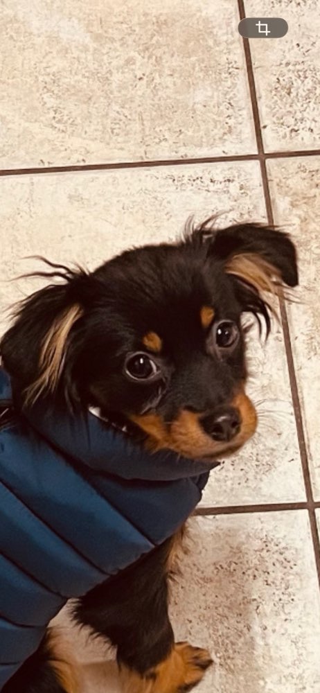 Hundetreffen-Playdate zur Sozialisierung-Profilbild