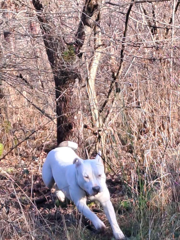 Hundetreffen-Gassi Runde und traininingspartner gesucht-Profilbild