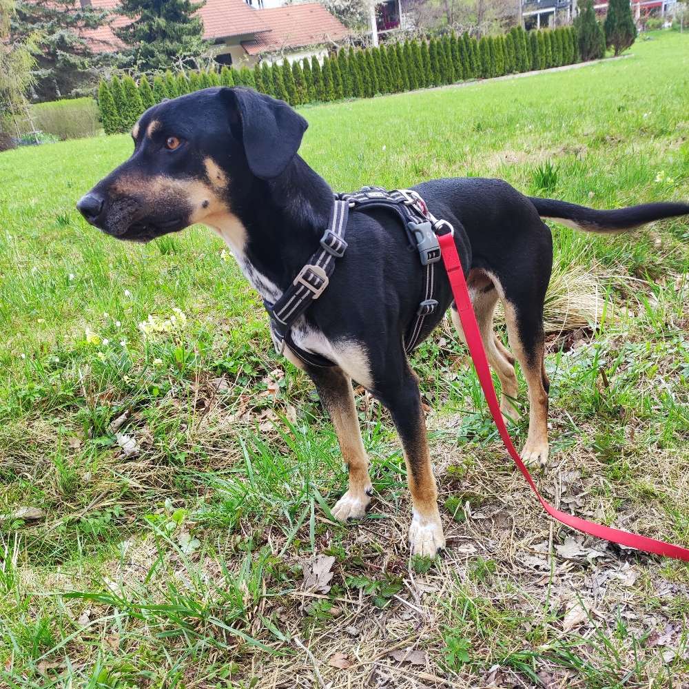 Hundetreffen-Treffen zur Sozialisierung und Spielen-Profilbild