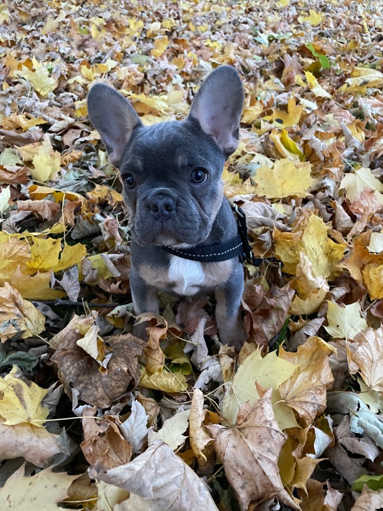 Hundetreffen-Rio möchte andere Hunde kennenlernen!-Profilbild