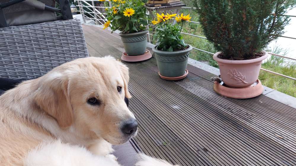 Hundetreffen-Spieletreffen-Profilbild