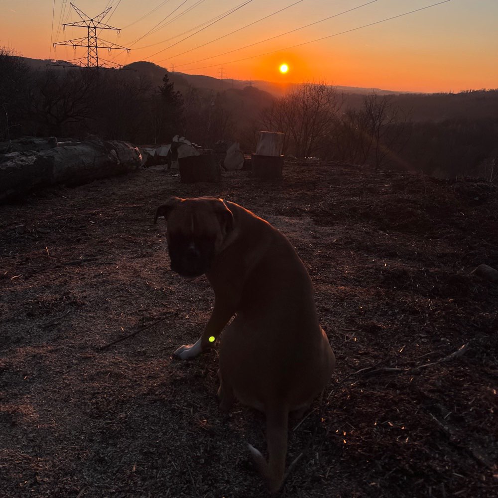 Hundetreffen-Spielbuddy gesucht (mittel-große Hunde)-Profilbild