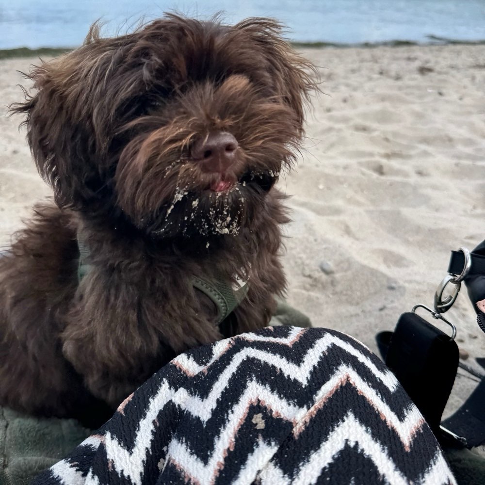 Hundetreffen-Junghund Spieltreffen für kleine Hunde-Profilbild