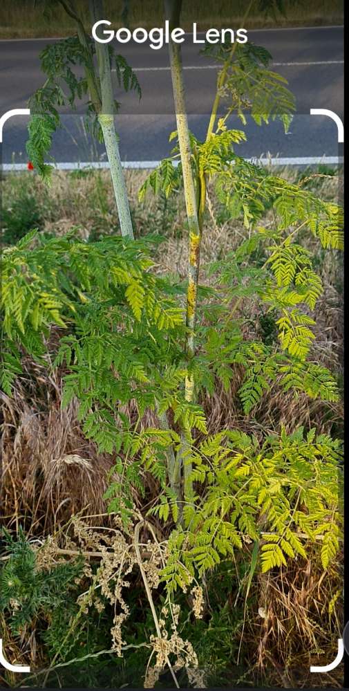Giftköder-Gefleckter Schierling-Profilbild