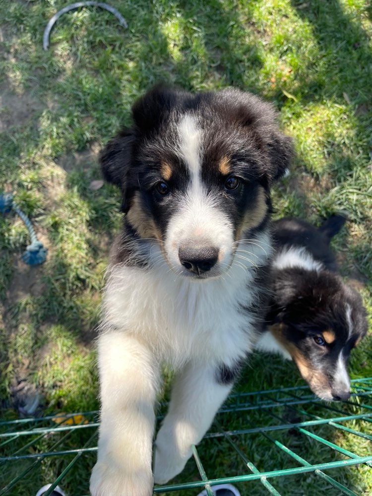 Hundetreffen-Gassi Runde in Hundszell-Profilbild