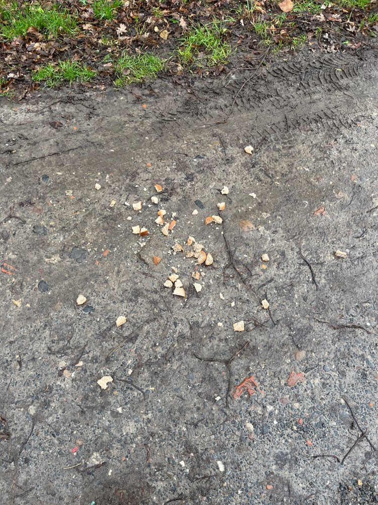 Giftköder-Achtung Brotteile in Ronnenberg-Profilbild