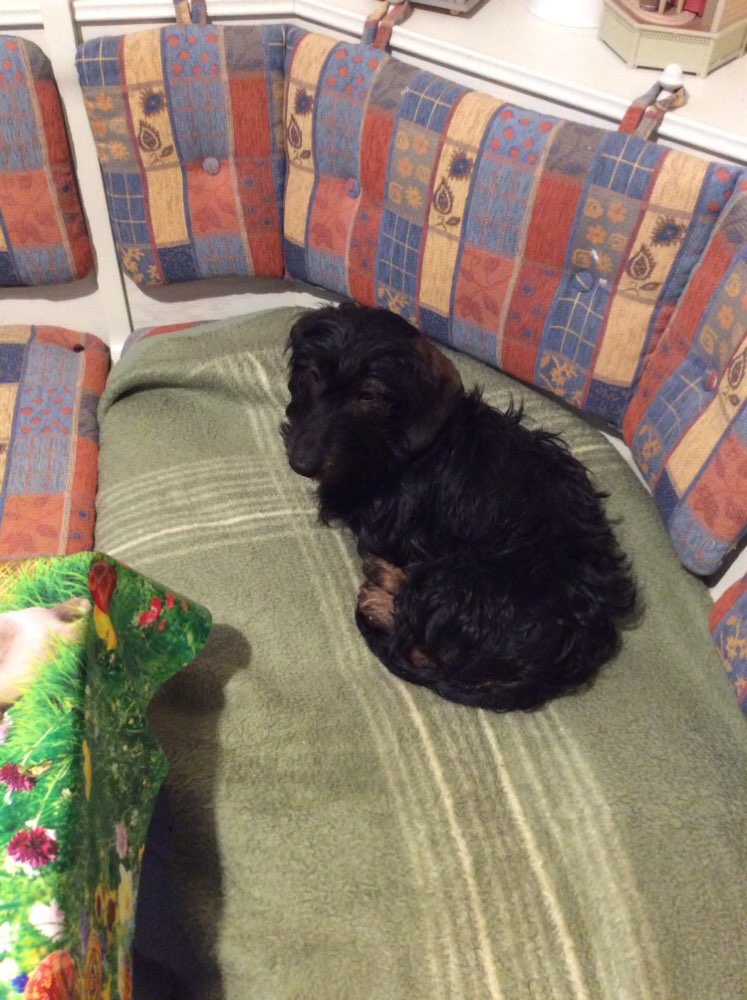 Hundetreffen-Erfahrung mit Hunden die nicht Autofahren-Profilbild