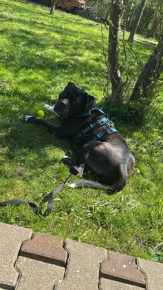 Hundetreffen-Gassi • Training • Spiel-Profilbild